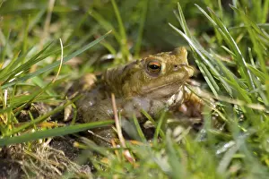 True Toad Species Stampe: Toad Emerging From The Grass