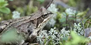 Camouflaged Amphibian Stampe: Toad sitting in the grass