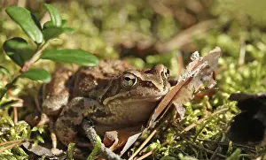 True Toad Photography Stampe: Toad sitting in the grass