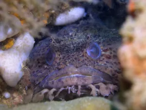 Stampe di Un rospo marino, il rospo del golfo (Opsanus beta), sbircia fuori dalla sua caverna nella barriera corallina, al sito di immersione Anna's Reef, Destin, Panhandle, Golfo del Messico Pesce Rospo Stampe: Un pesce rospo, il pesce rospo del Golfo (Opsanus beta).