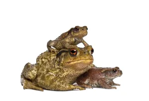 Batrachian Wildlife Pictures Stampe: Three toads, bufo bufo, of different sizes stacking and resting together
