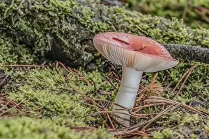 Higher Fungi Botany Stampe: Toadstool in the mixed forest