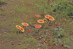 Fly Agaric Fungus Stampe: Toadstools