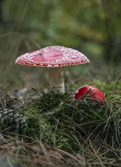 Red Toadstool Stampe: Two toadstools in the forest, surrounded by moss and needles