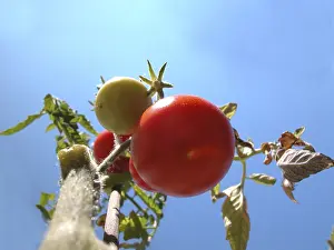Agricultural Produce Stampe: Tomato