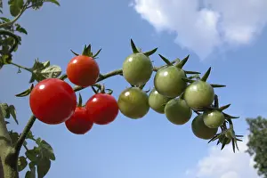 Agricultural Land Stampe: Tomatoes