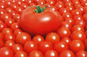 Red Tomatoes Stampe: Tomatoes