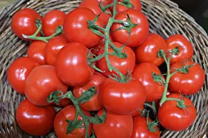 Fruit Vegetable Photography Stampe: Tomatoes
