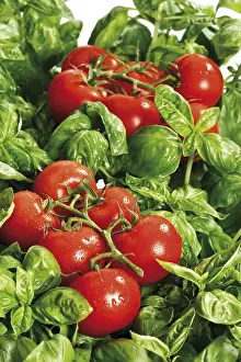 Indoor Plants Stampe: Tomatoes on basil
