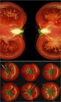 Tecniche Di Collage Stampe: Composizione di collages di pomodori nidificati all'interno di un quadro rettangolare nero
