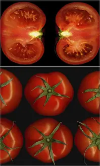 Tomato Collage Stampe: Tomatoes collage composition nested on a black square frame