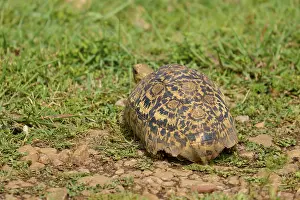 Tartaruga Stampe: Una tartaruga con un guscio decorativamente disegnato si arrampica su terreno erboso.