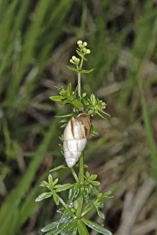 Lumache Stampe: Tartaruga d'altura