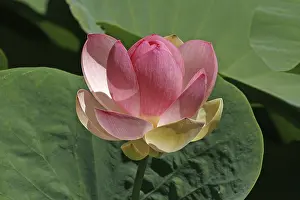 Water Lily Pond Stampe: Trachemys scripta elegans