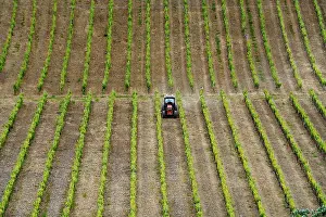 Grapevine Cultivation Italy Stampe: Tractor in vineyard in springtime