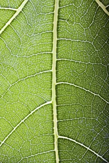 Deciduous Tree Leaves Stampe: Detail of transparent fig leaf
