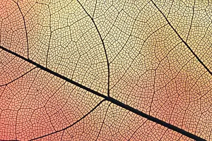 Uninhabited Waterfront Scene Stampe: Transparent leaf with orange backlight