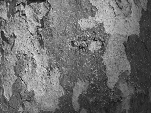 Central Europe Background Image Stampe: Tree bark as background, abstract structure