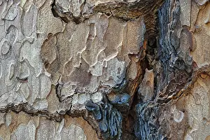 Giant Sequoia Tree Stampe: Tree bark with coloured structures