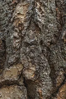 Tree Bark Texture Stampe: Tree bark forms an intricate pattern of rugged