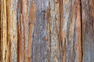 Tree Bark Texture Stampe: Tree bark, Structures, Background