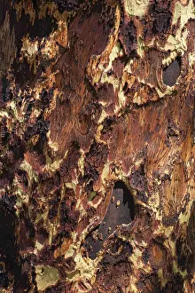 Wood Pattern Design Stampe: Tree bark as texture, wood, pattern