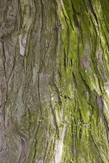 Tree Bark Texture Stampe: Tree bark, tree trunk, background