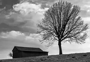 Atmospheric Light Scene Stampe: The tree by the barn