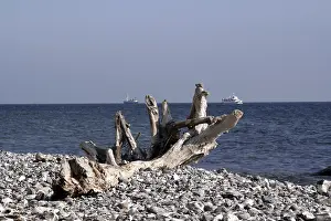 Coastal Nature Scene Stampe: Tree on the beach
