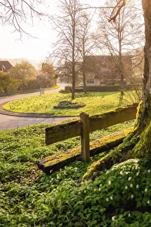 German Village Landscape Stampe: A tree with a bench in front of it