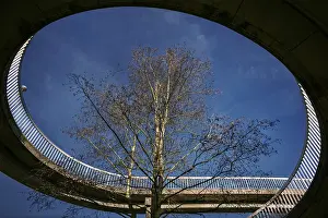 Deserted Bridge Scene Stampe: The tree in the bridge