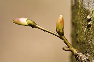 Springtime Nature Shots Stampe: Tree buds