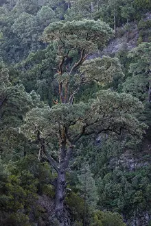 Caldera De Taburiente National Park Stampe: Detail of a tree in the Caldera de Taburiente