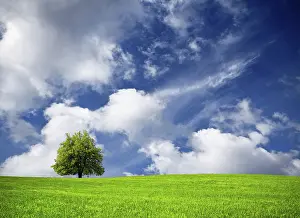 Agricultural Scene Stampe: Tree and cloudy sky