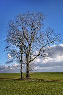 Deserted Tree Scene Stampe: Tree in December