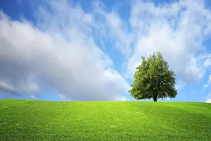 Farmland Scenery Stampe: Tree on the field