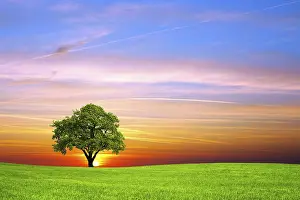 Rural Countryside Landscape Photo Stampe: Tree on the field
