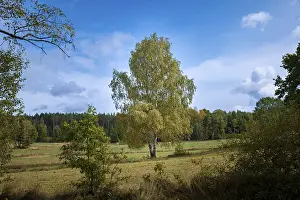 European Forest Scenery Stampe: Tree framed by other trees, Blockheide