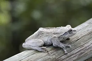 Animal Wildlife Pictures Stampe: Tree frog