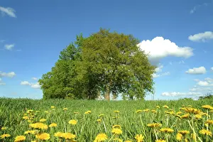 Dandelion Meadow Stampe: Tree in landscape