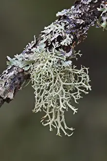 Plant Identification Guide Stampe: Tree lichen