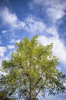Lime Trees In Spring Stampe: Tree, lime tree, clouds, sky, spring