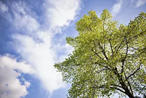 Springtime In Central Europe Stampe: Tree, lime tree, clouds, sky, spring