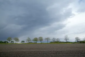 Nature Scenery Stampe: Tree-lines up