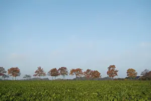 Autumn Foliage Stampe: Tree-lines up