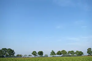 Nature Scenery Stampe: Tree-lines up