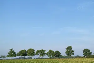 Cloudy Skies Stampe: Tree-lines up