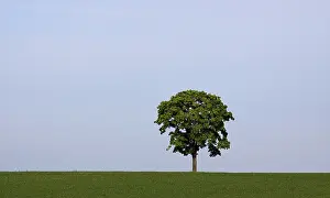 Solitary Tree In Meadow Stampe: Tree on meadow