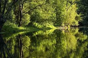 German River Scenery Stampe: Tree reflection in the river Lippe