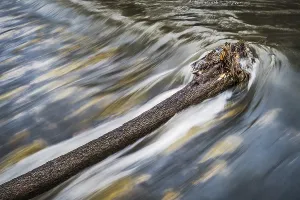 Deserted Waterfront Stampe: The tree in the river